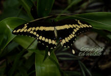 Giant swallowtail butterfly - Papilio cresphontes
